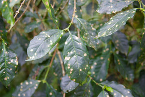 A Perspective on Leaf Rust